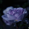 紫のバラ