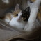 保護から約半年ねこちゃん