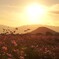 夕焼け コスモス