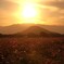 夕焼け コスモス