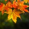 カエデ紅葉