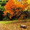 紅葉とベンチ
