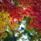 紅葉彩る