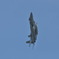 Ｆ-15