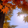 光あびて　紅葉