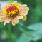 Zinnia elegans