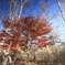 白樺群生地の紅葉・Ⅱ