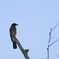 日々探鳥 遠くを見つめるカケス