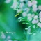 小さな…輝き…　～草花篇～