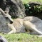 メスのオオカンガルー(金沢動物園)