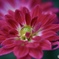 わたしのダリア②
