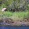 Alligators and a Roseate Spoonbill
