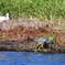 A Tricolored Heron and a Spoonbill