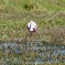 Alone Spoonbill 10-15-25