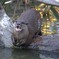 カワウソ