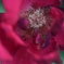 薔薇の蕊達