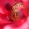薔薇の蕊達２