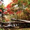倒木と紅葉Ⅰ