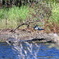 A Tricolored Heron Landing by.. 10-15-25