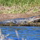 American Alligator 10-15-25