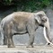 インドゾウ(金沢動物園)