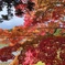 毛越寺の紅葉