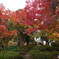 2024-11高岡古城公園の紅葉3