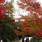 2024-11高岡古城公園の紅葉4