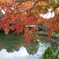 2024-11高岡古城公園の紅葉5