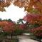 2024-11高岡古城公園の紅葉6