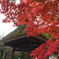 2024-11高岡古城公園の紅葉7
