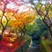 京都紅葉の記憶２：光あふれる紅葉の谷