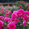 バラ_神代植物公園