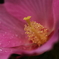 芙蓉のしべ