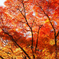 京都紅葉の記憶６：木が、木が燃えてますけど？
