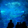 水族館は楽し