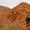 色づきの山