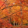紅葉闌