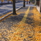 落ち葉の歩道