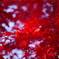 紅葉その２