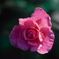 ピンクのバラ