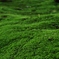 苔の参道
