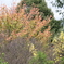 花散歩紅葉と黄葉１