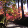 紅葉狩り_中尊寺④