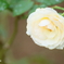 クリーム色の薔薇