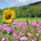 コスモスとヒマワリの共演