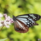 フジバカマにアサギマダラ