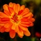 色鮮やかなオレンジ色の菊