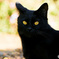 黒猫探訪