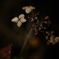 紫陽花に寄せる想い 補遺 16